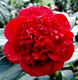 Mary Allen Sargent™ Camellia, Camellia japonica 'Mary Allen Sargent'